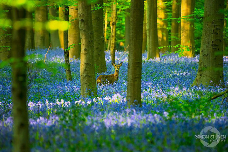 sabervivermais.com - Há uma floresta mística na Bélgica, toda coberta de flores de campainha