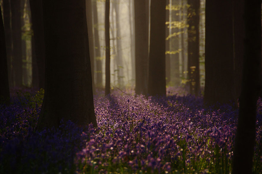 sabervivermais.com - Há uma floresta mística na Bélgica, toda coberta de flores de campainha