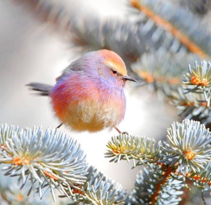 sabervivermais.com - Esse pássaro multicolorido deslumbra com sua beleza e plumagem como um arco-iris
