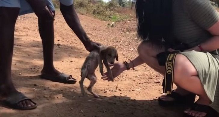 sabervivermais.com - Cãozinho doente é resgatado e levado para um refúgio de chimpanzés. Eles o consideram um dos seus!