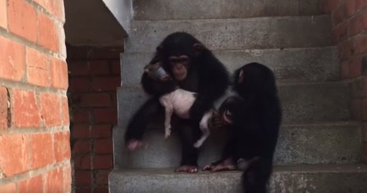 sabervivermais.com - Cãozinho doente é resgatado e levado para um refúgio de chimpanzés. Eles o consideram um dos seus!