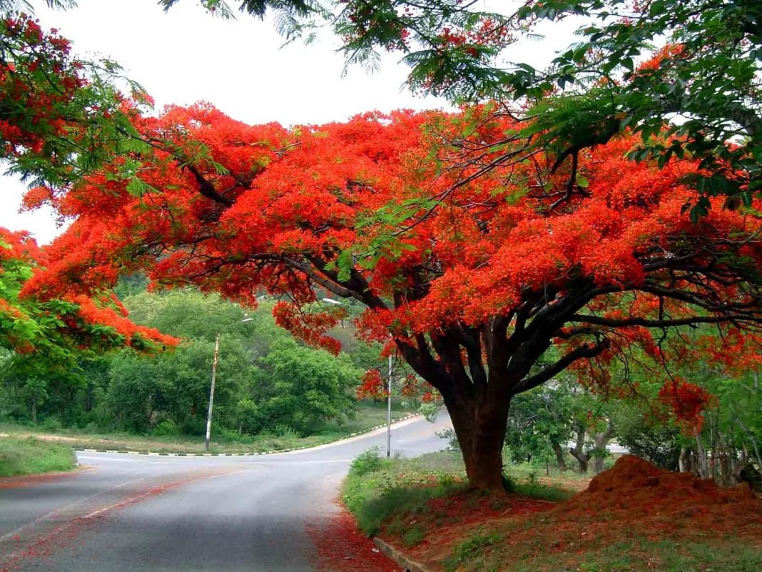 Flamboyant, a bela árvore que enfeita as ruas. Uma maravilha da natureza!