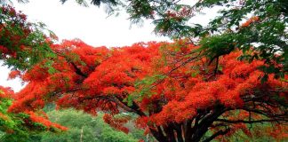 Flamboyant, a bela árvore que enfeita as ruas. Uma maravilha da natureza!