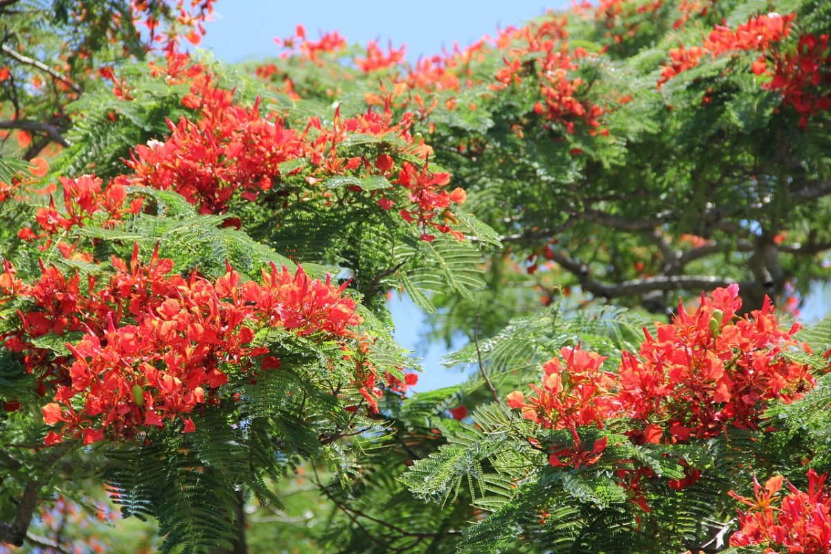 sabervivermais.com - Flamboyant, a bela árvore que enfeita as ruas. Uma maravilha da natureza!