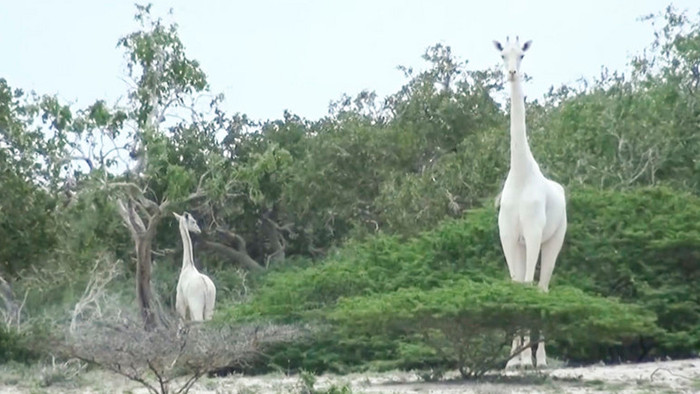 sabervivermais.com - Única girafa branca do Quênia e seu filhote são abatidas por caçadores