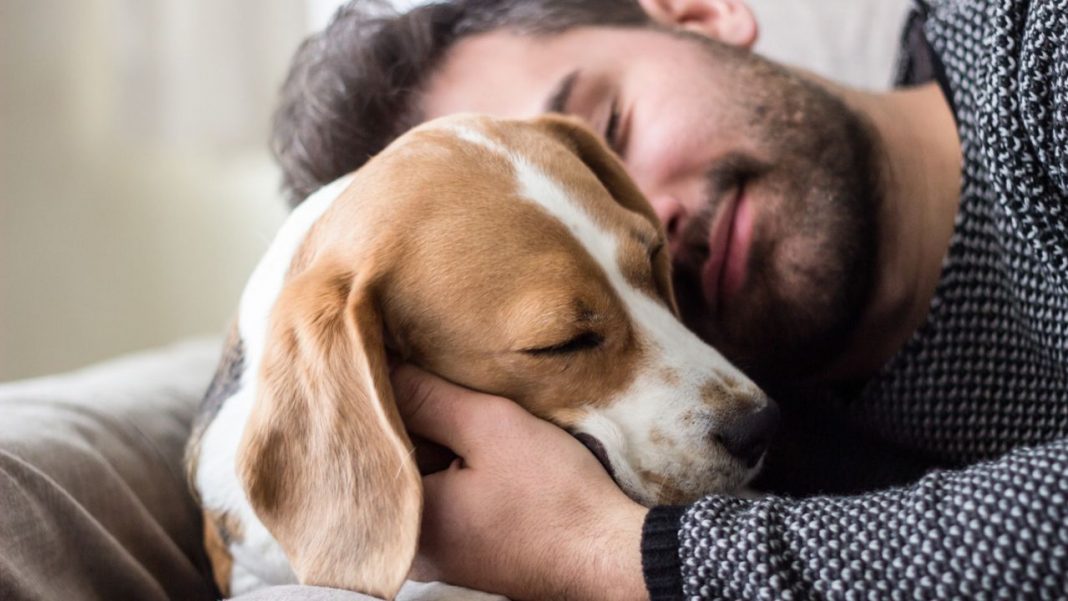 Os cães sentem emoções comparáveis ​​as de uma criança