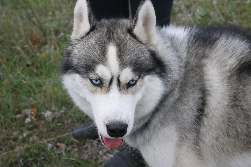 Cães não gostam de quem não gosta dos seus donos