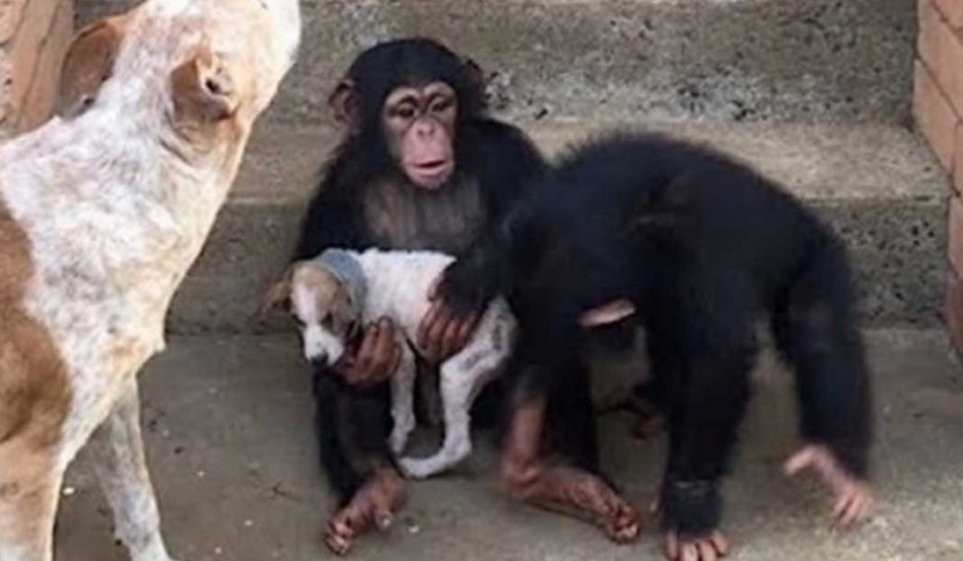 Cãozinho doente é resgatado e levado para um refúgio de chimpanzés. Eles o consideram um dos seus!