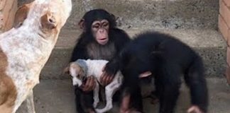 Cãozinho doente é resgatado e levado para um refúgio de chimpanzés. Eles o consideram um dos seus!