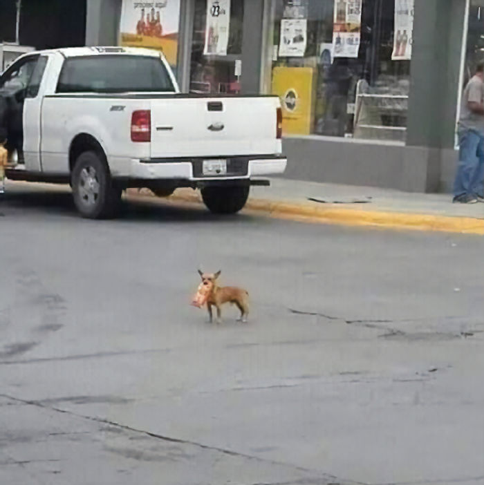 sabervivermais.com - Dono em quarentena envia seu cãozinho em uma missão para comprar Cheetos