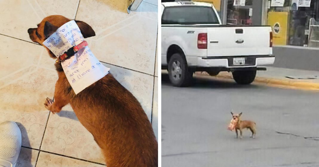 Dono em quarentena envia seu cãozinho em uma missão para comprar Cheetos