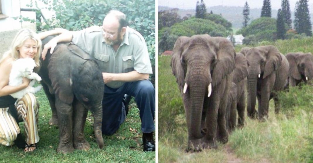 Elefantes viajaram 12 horas para homenagear homem que cuidou deles por anos. Eles nunca esquecerão