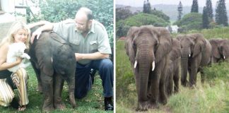 Elefantes viajaram 12 horas para homenagear homem que cuidou deles por anos. Eles nunca esquecerão