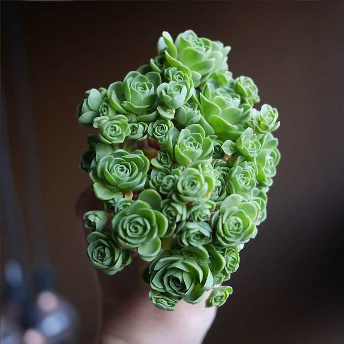 sabervivermais.com - Rosas verdes "suculentas", são tão lindas que parecem ter saído de um conto de fadas!