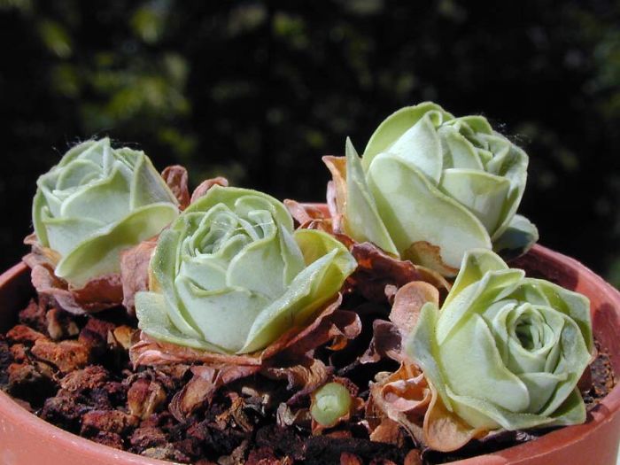 sabervivermais.com - Rosas verdes "suculentas", são tão lindas que parecem ter saído de um conto de fadas!