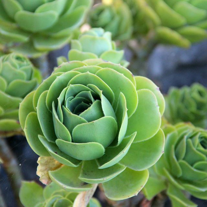 sabervivermais.com - Rosas verdes "suculentas", são tão lindas que parecem ter saído de um conto de fadas!