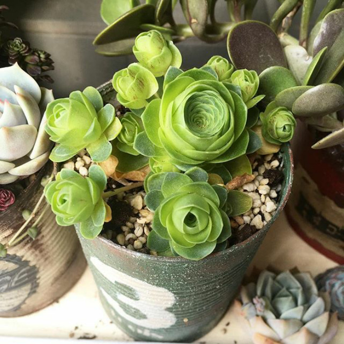 sabervivermais.com - Rosas verdes "suculentas", são tão lindas que parecem ter saído de um conto de fadas!