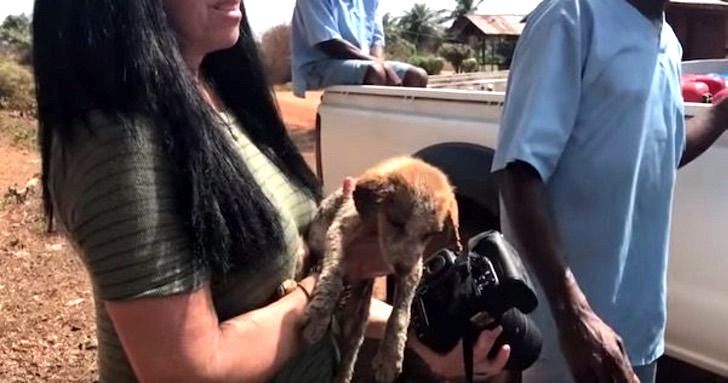 sabervivermais.com - Cãozinho doente é resgatado e levado para um refúgio de chimpanzés. Eles o consideram um dos seus!