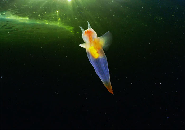 sabervivermais.com - Conheça esta criatura marinha multicolorida incrível!