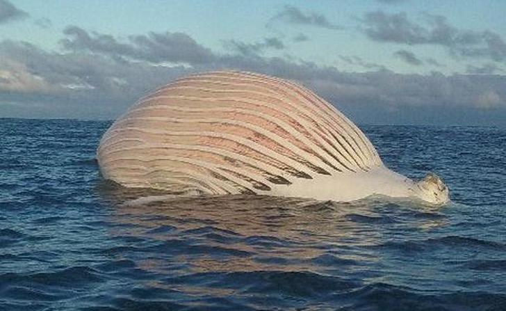 sabervivermais.com - Pescadores encontraram um enorme balão rosa flutuando no Oceano Índico.