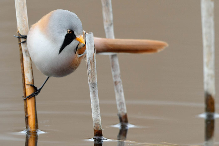 sabervivermais.com - Passáros conhecidos como "Reedling barbudos", são pequenos e adoráveis!