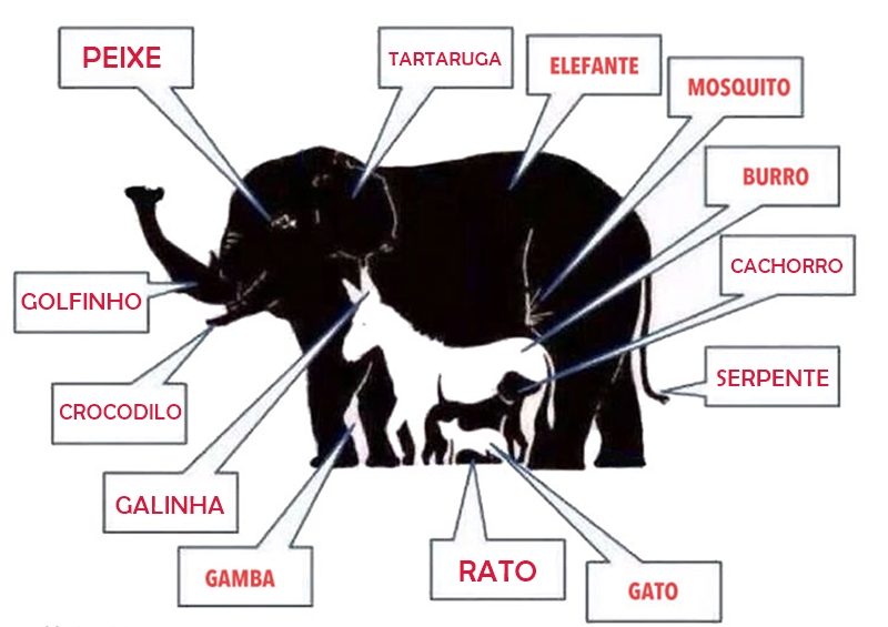 sabervivermais.com - Teste de percepção: Só pessoas com QI superior a 120 observam mais de 7 animais, Quantos você vê?