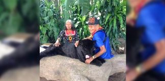 Casal de idosos “maias” criam um jaguar como se fosse um filhote.