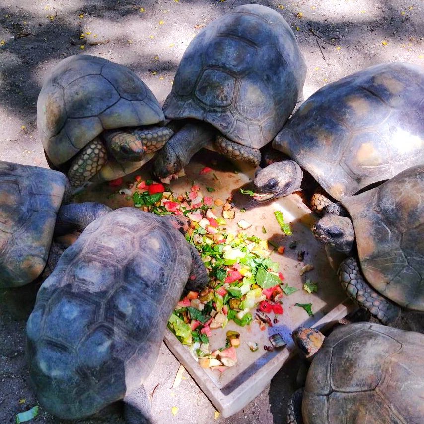 sabervivermais.com - Zoológico do Rio de Janeiro se torna um bioparque e libera seus animais