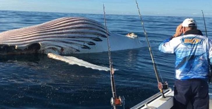 sabervivermais.com - Pescadores encontraram um enorme balão rosa flutuando no Oceano Índico.