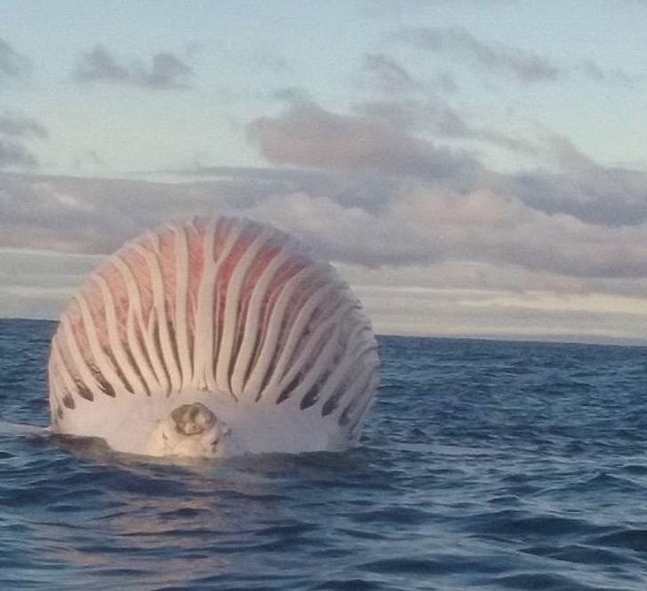 sabervivermais.com - Pescadores encontraram um enorme balão rosa flutuando no Oceano Índico.