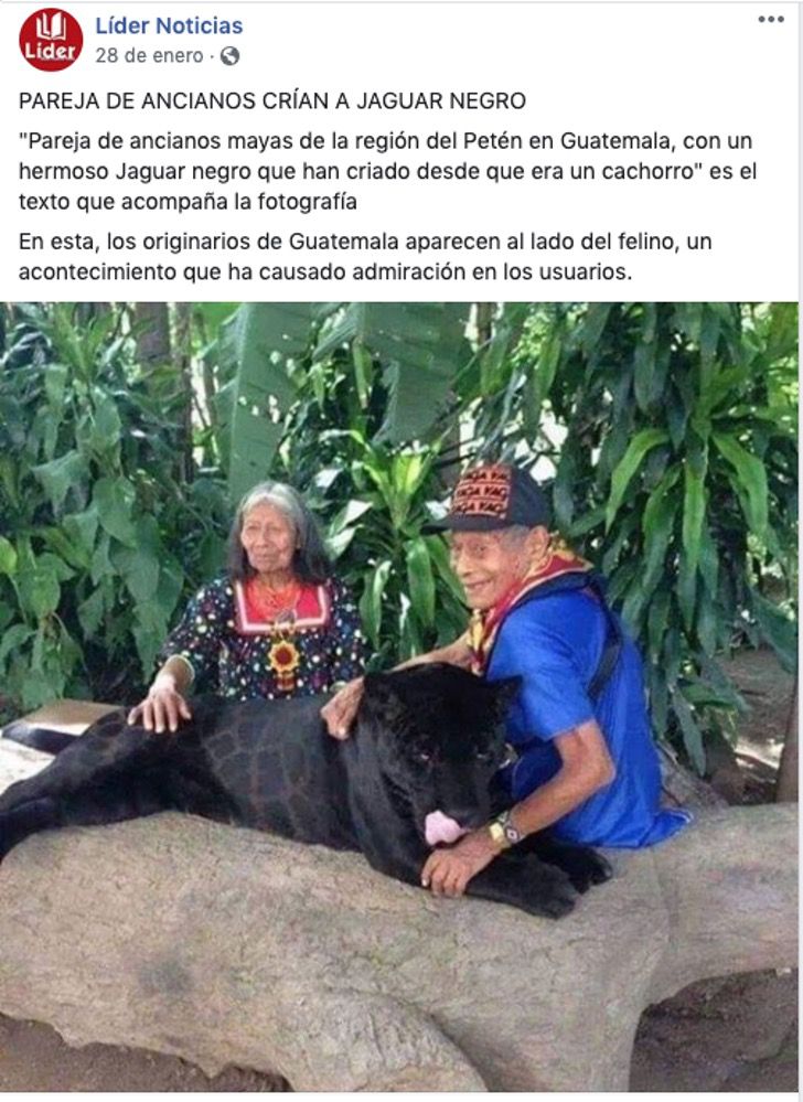 sabervivermais.com - Casal de idosos "maias" criam um jaguar como se fosse um filhote.