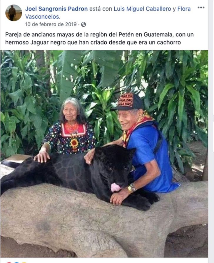 sabervivermais.com - Casal de idosos "maias" criam um jaguar como se fosse um filhote.