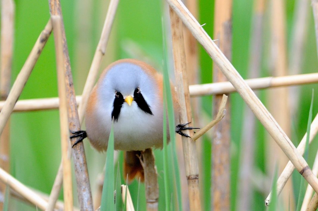 Passáros conhecidos como “Reedling barbudos”, são pequenos e adoráveis!