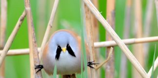 Passáros conhecidos como “Reedling barbudos”, são pequenos e adoráveis!