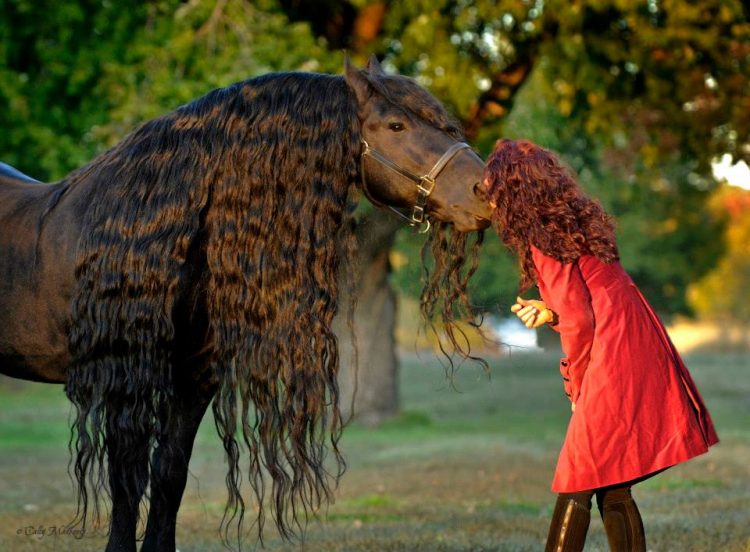 sabervivermais.com - Cavalo mais bonito do mundo bomba na internet e encanta as pessoas