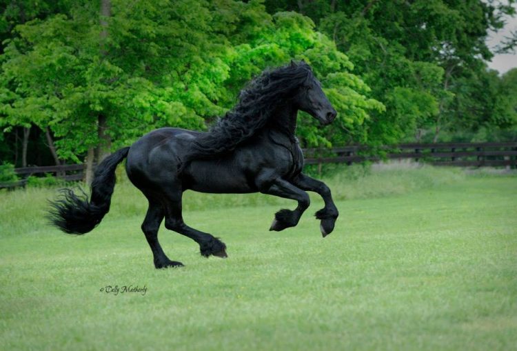 sabervivermais.com - Cavalo mais bonito do mundo bomba na internet e encanta as pessoas