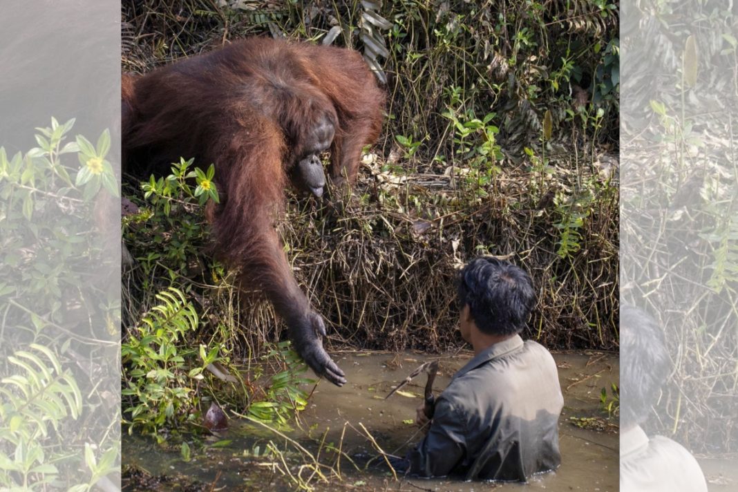 Orangotango dá a mão ao homem pensando que ele havia caído na água cheia de cobra