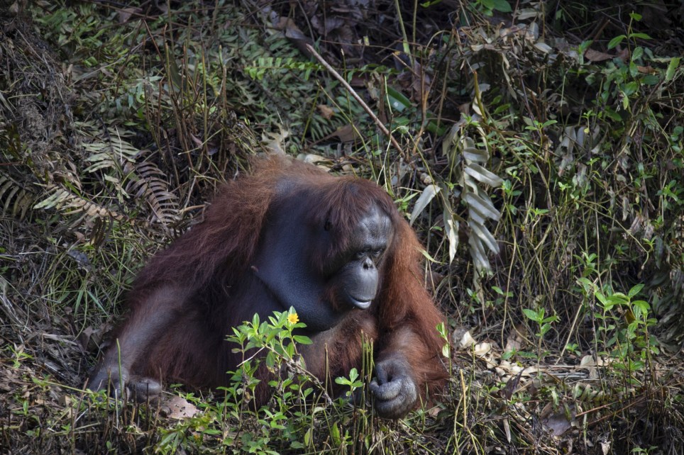 sabervivermais.com - Orangotango dá a mão ao homem pensando que ele havia caído na água cheia de cobra