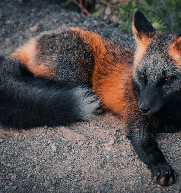 sabervivermais.com - Uma exótica ''raposa de fogo'' é fotografada desfrutando de sua liberdade no Canadá