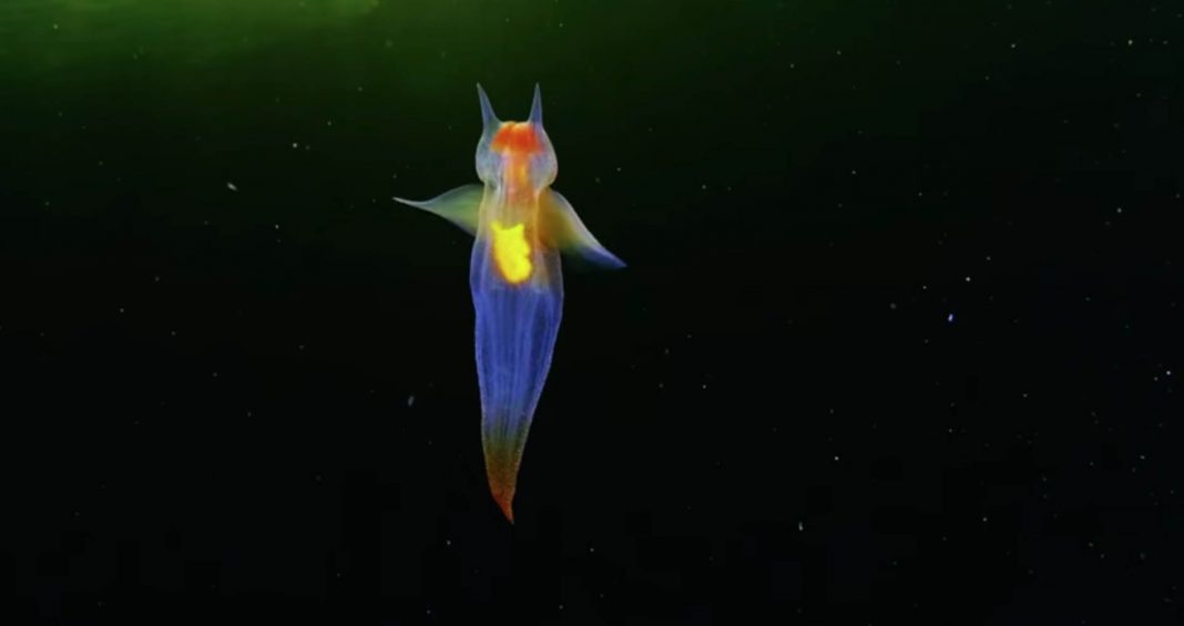Conheça esta criatura marinha multicolorida incrível!