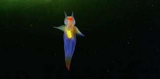 Conheça esta criatura marinha multicolorida incrível!
