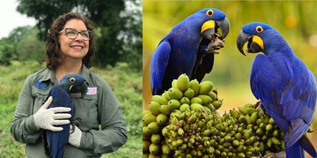 Bióloga brasileira que salvou a Arara Azul da extinção concorre ao prêmio “Faz Diferença”