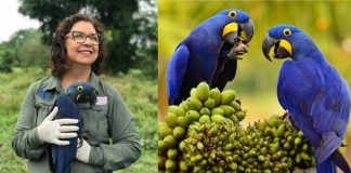Bióloga brasileira que salvou a Arara Azul da extinção concorre ao prêmio “Faz Diferença”