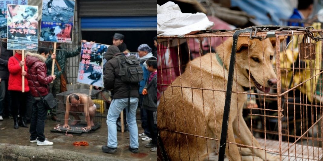 Ativista chinês faz protesto em matadouros de cães e exige fechamento. Força da conscientização!