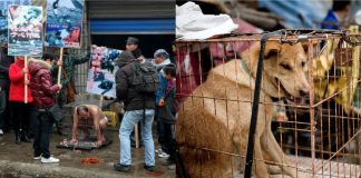 Ativista chinês faz protesto em matadouros de cães e exige fechamento. Força da conscientização!