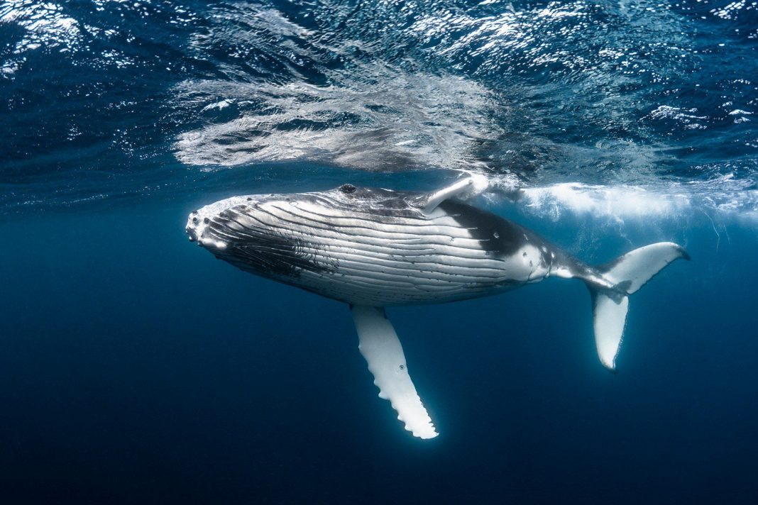 Com a caça proibida, população de baleia jubarte sobe de 450 para 25 mil