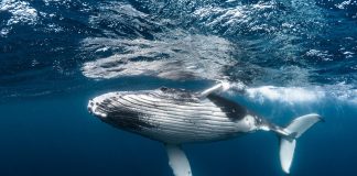 Com a caça proibida, população de baleia jubarte sobe de 450 para 25 mil