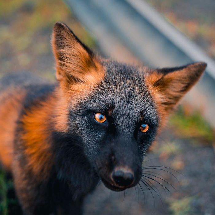 sabervivermais.com - Uma exótica ''raposa de fogo'' é fotografada desfrutando de sua liberdade no Canadá