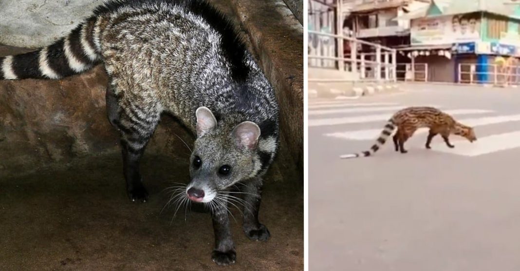 Uma espécie de civeta que acreditavam estar extinta há mais de 30 anos, aparece nas ruas da Índia