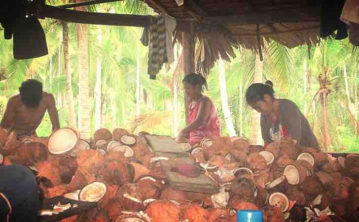 sabervivermais.com - India cria paletes de coco que podem economizar 200 milhões de árvores por ano. O planeta precisa disso